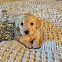 Trixie - Red female Dachshund puppy in Lebanon, Oregon from Willow Moons Dachshunds