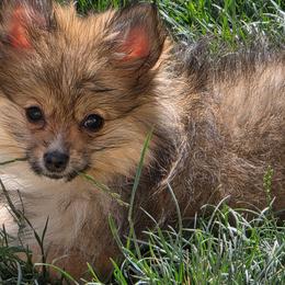 SPUNKY STORMI - Cream sable female Pomeranian puppy in El Centro, California from BabyBooPoms