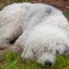 Aussiedoodles and Poodles from Element Doodles