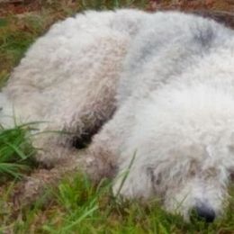 Aussiedoodles and Poodles from Element Doodles