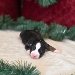 I - Red tri female Miniature Australian Shepherd puppy in Killen, Alabama from Wilkers Wholehearted Mini Aussies