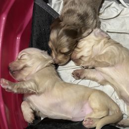 Dachshunds from Finch Dachshunds