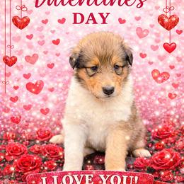 Mallory - Sable and white female Collie puppy in Carencro, Louisiana from Cajun Bayou's Collies LLC