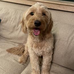 Kova - Goldendoodle