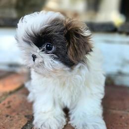 Beck - Blue and white male Shih Tzu puppy in Smithville, Georgia from The Luckie Puppy