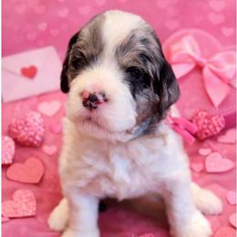 Jewel - Parti female Goldendoodle puppy in Great Falls, Montana from AnneLuna Goldendoodles