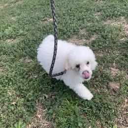 Gus - Parti male Poodle puppy in Haddam, Kansas from Golden B Acres