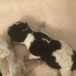 Girl 2 - Cavapoo puppy in Big Spring, Texas from Wee-1 Cavapoos