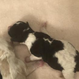 Girl 2 - Cavapoo puppy in Big Spring, Texas from Wee-1 Cavapoos