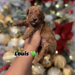 Boy 3 - Poodle puppy in New Jersey from TK Poodles