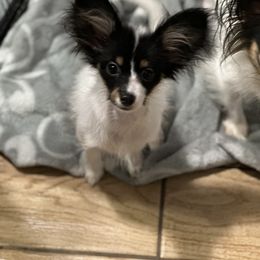 Jo - White black and tan female Papillon puppy in Foresthill, California from Playful Papillon's