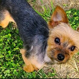 Belgian Malinois, Jack Russell Terriers, and Yorkshire Terriers from Working W Kennels
