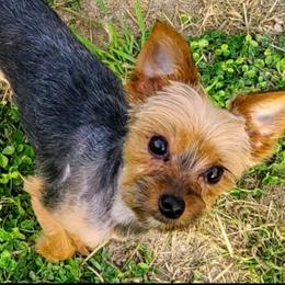 Belgian Malinois, Jack Russell Terriers, and Yorkshire Terriers from Working W Kennels
