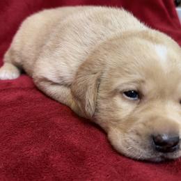First born pup - Yellow male Labrador Retriever puppy in Antwerp, Ohio from Clark’s Loyal Labradors
