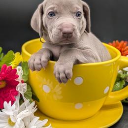 Faith - Silver gray female Weimaraner puppy in Evart, Michigan from Drehbar Weimaraners