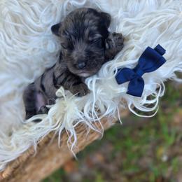 Boxster - male Cavapoochon puppy in Bullard, Texas from Cavapoochon Central LLC