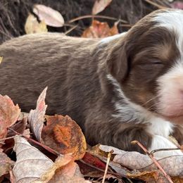 Aussiedoodles and Bordoodles from Creekside Doodles