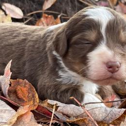 Aussiedoodles and Bordoodles from Creekside Doodles