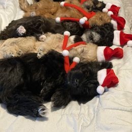 Schnoodle Puppies from Noodle Tings Puppies