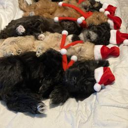 Schnoodle Puppies from Noodle Tings Puppies