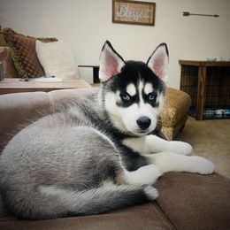 Siberian Husky Puppies from Milly's Showline Pets