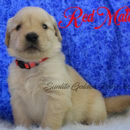 Red collar boy - Golden male Golden Retriever puppy in Otis Orchards, Washington from Sunlite Golden Retrievers