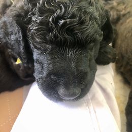 Poodle Puppies from Encantos Standard Poodles PR