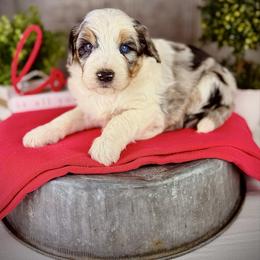 Bleu - Blue merle male Aussiedoodle puppy in Ohio from Holley Doodles
