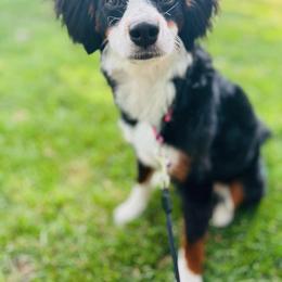 Gypsy - Bernedoodle