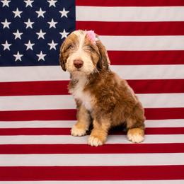Heavenly - red tri - Red tri-color female Aussiedoodle puppy in Lookout, California from Remington Kennels, LLC
