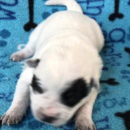 L64-02 - Blue female Australian Cattle Dog puppy in Sheridan, Oregon from 6pk Cattledogs