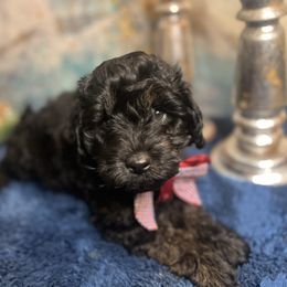 Berries and Banana - Phantom Goldendoodle puppy in Charlotte, North Carolina from Ben and Jerry Doodles