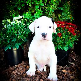 Boy 2 Goliath - White male Dogo Argentino puppy in San Diego, California from Debonair Dogos