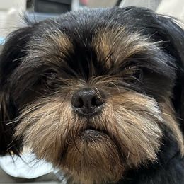 Deuce - Shih Tzu