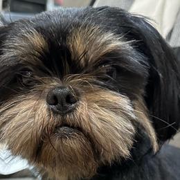 Deuce - Shih Tzu