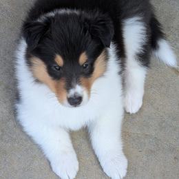 Knight (Tri Boy 7) - Black white and tan male Collie puppy in Nunn, Colorado from Kingsgift Collies