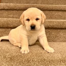 Blue - Yellow male Labrador Retriever puppy in Tekonsha, Michigan from Asher Acres Labs