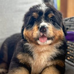 Delta - Tri-color female Bernese Mountain Dog puppy in Purcell, Oklahoma from Swiss Berner Bears
