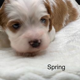 Spring - Red female Cavapoo puppy in Columbus, Montana from Montanas Mountain Bernedoodles