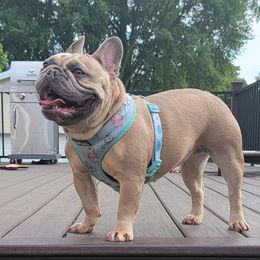 Kodi - French Bulldog