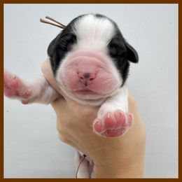 Brown - Mahogany and white male Saint Bernard puppy in Ladysmith, Wisconsin from Northwoods Saint Bernards