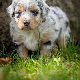 Amora - Blue merle female Aussiedoodle puppy in Grants Pass, Oregon from Woodwind Miniatures