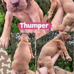 Thumper - Silver female Great Dane puppy in Wellsville, New York from Prophecy Danes