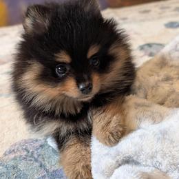 Riley - Black and tan female Pomeranian puppy in Danielsville, Georgia from PassionatePomPoms