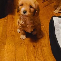 Cavalier King Charles Spaniel and Cavapoo Puppies from Sunset Valley Cavaliers