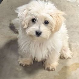 Midnight - White female Coton de Tulear puppy in Mead, Oklahoma from Bar W Cotons