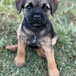 Border Terrier Puppies from Windy Lane Border Terriers