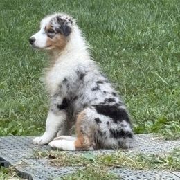 Snapdragon - Blue merle male Australian Shepherd puppy in Parkton, Maryland from Leeland Australian Shepherds