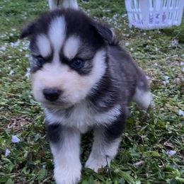 Siberian Huskies from R&M