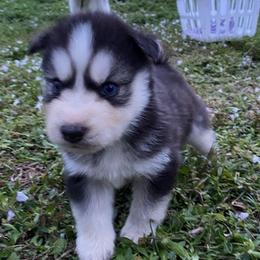 Siberian Huskies from R&M
